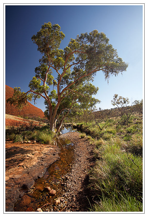 River Gum