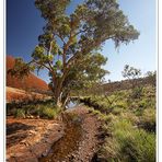 River Gum