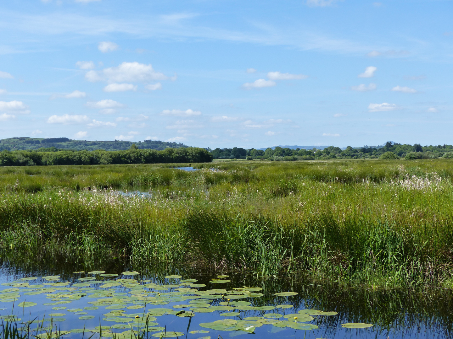 River Lee