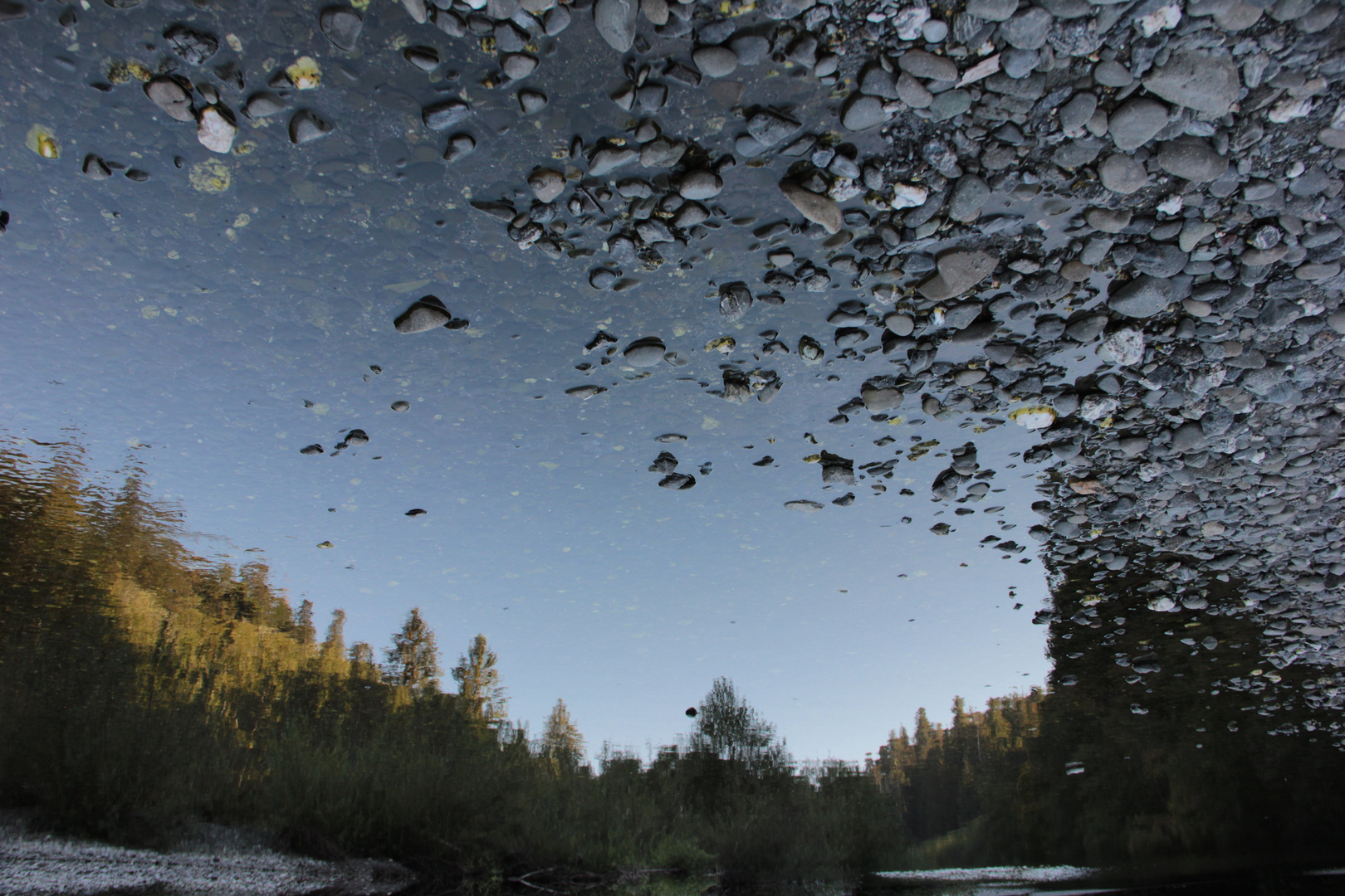 River Redwood 