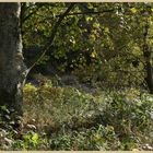 River South Tyne near Warden 9