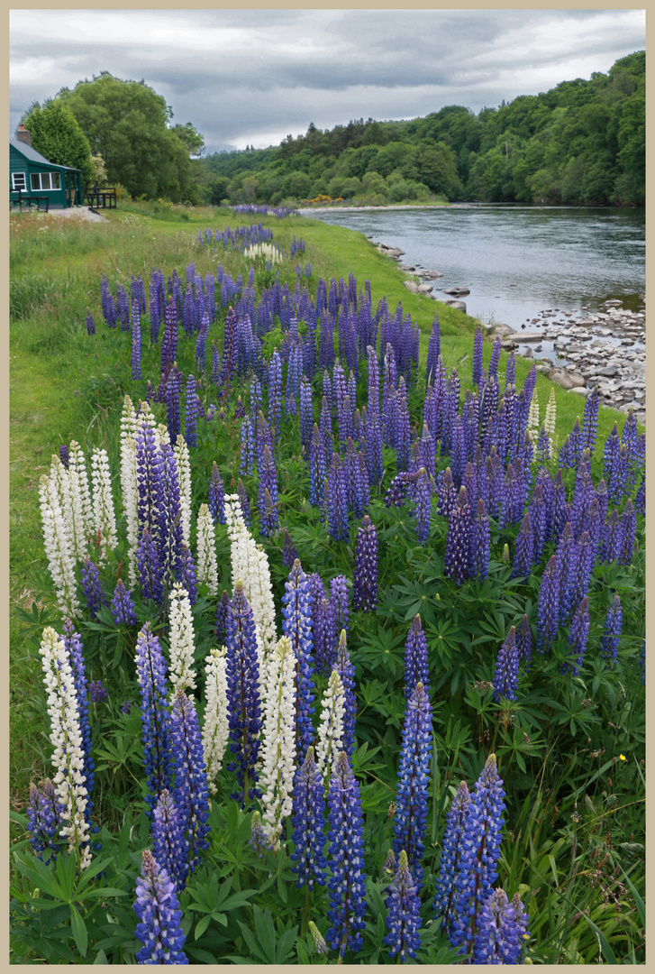 River Spey 3 near the old blacksboat