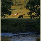 River Swale near Downholme bridge evening