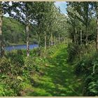 River Tweed at Norham 12