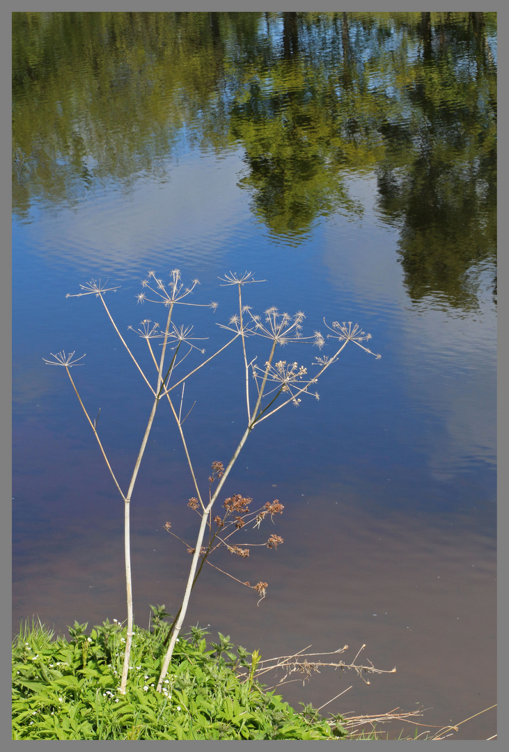 River Tyne near Corbridge 13