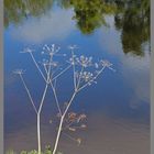 River Tyne near Corbridge 13