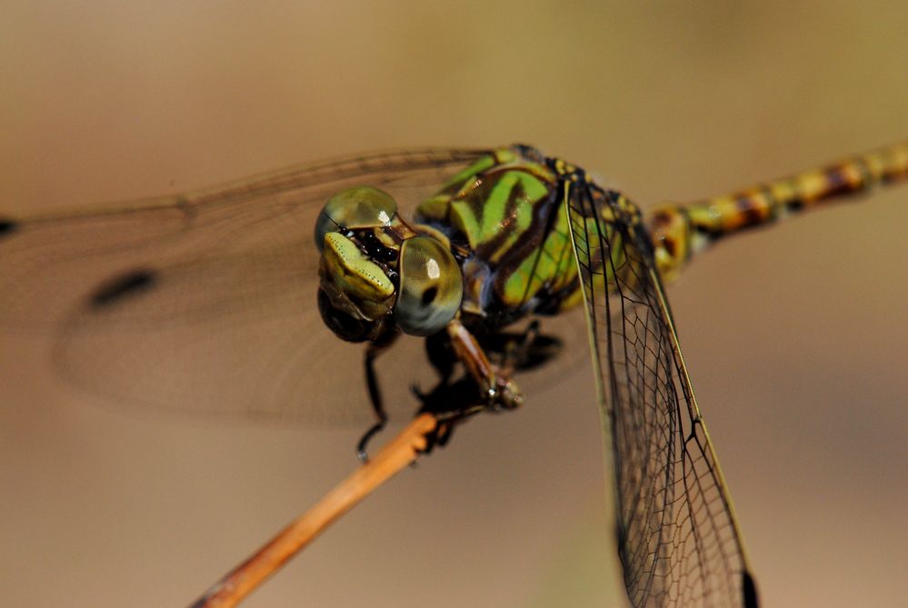 ~ Riverside Outpost (Part 1) ~ (Paragomphus genei, m)