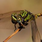 ~ Riverside Outpost (Part 1) ~ (Paragomphus genei, m)