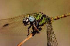 ~ Riverside Outpost (Part 2: The Hunters' Call) ~ (Paragomphus genei, m)