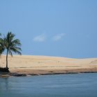 Riverside - Palm trees & dunes