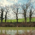 Rives du canal du Midi .