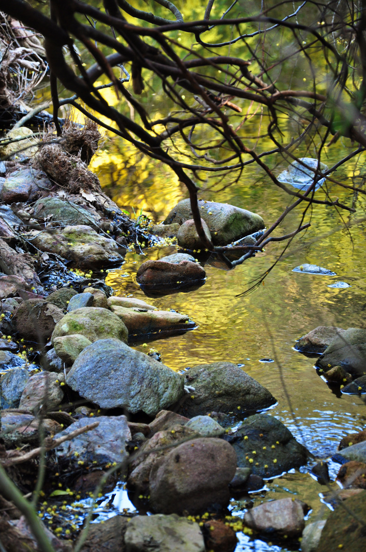 riviére d'or - reflet du "mimosa"