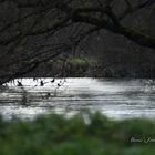 Rivière en forêt