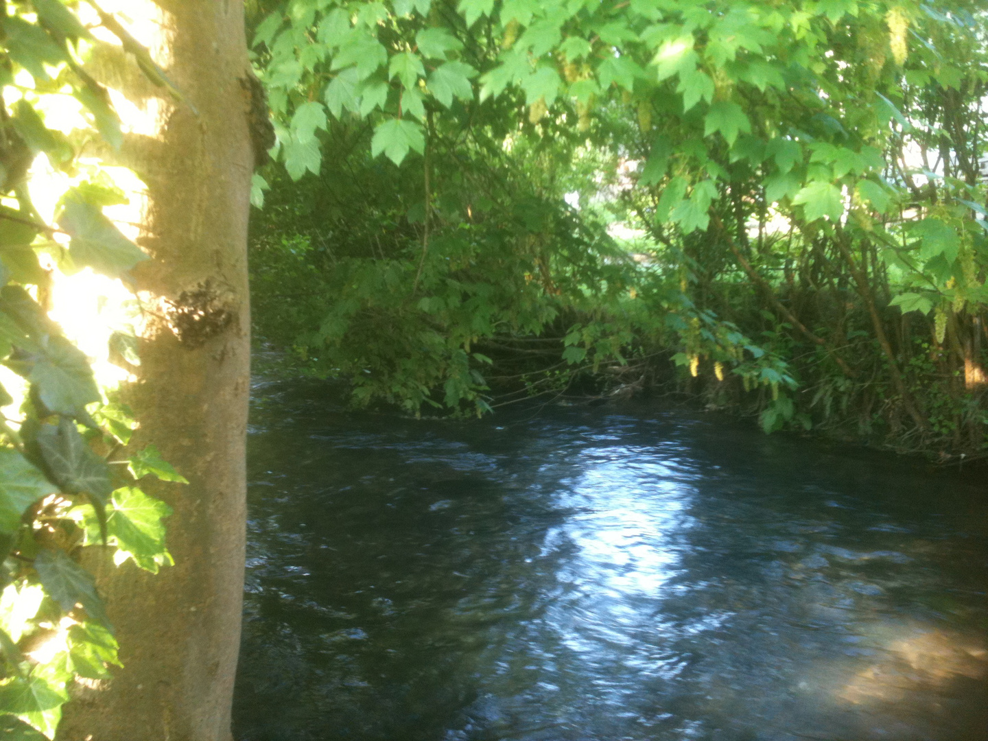 rivière en pleine ville