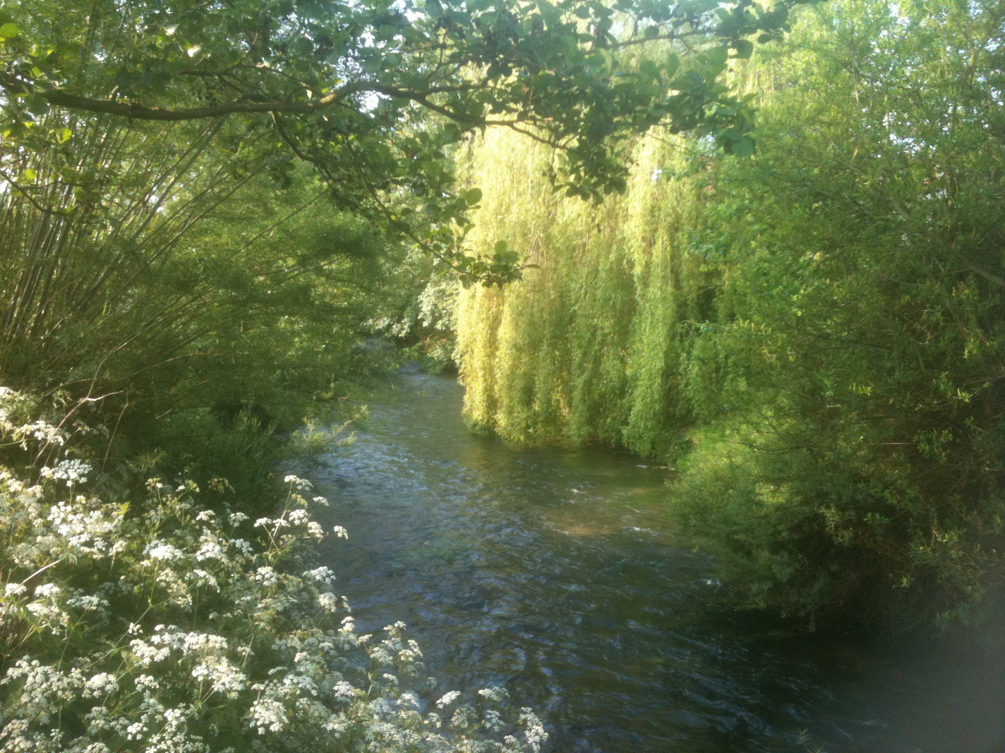 rivière et la nature