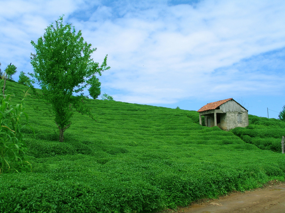 RiZE  DEREPAZARI  MUSKAS