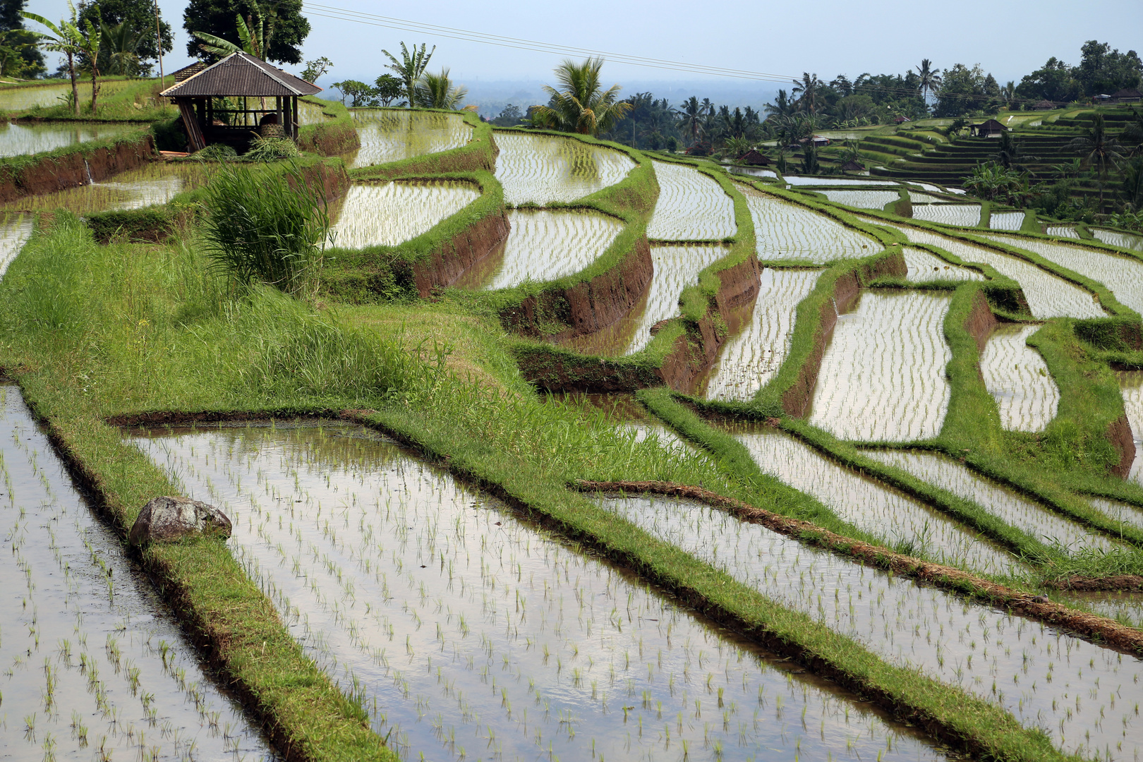 rizière à Bali