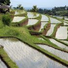 rizière à Bali