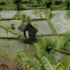 Rizière à BALI.