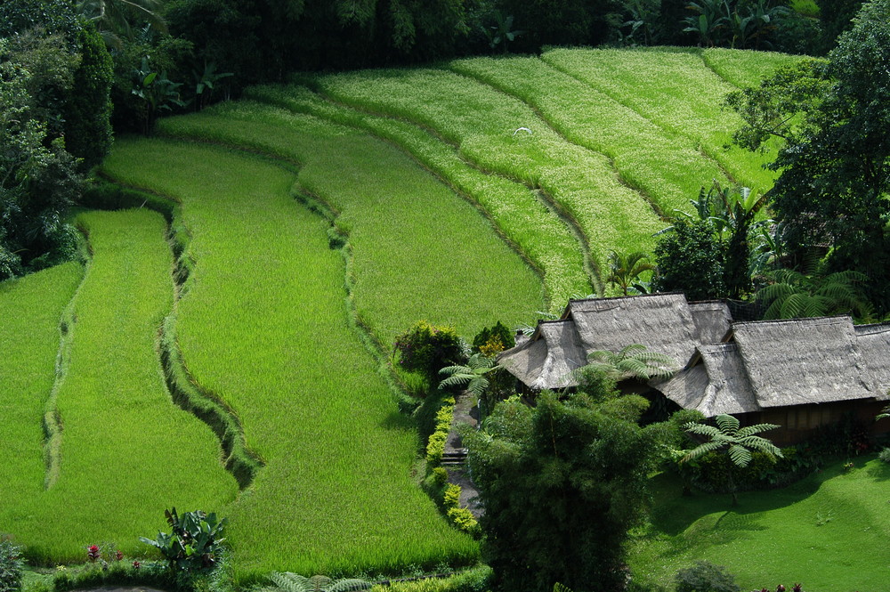 Rizière de BALI