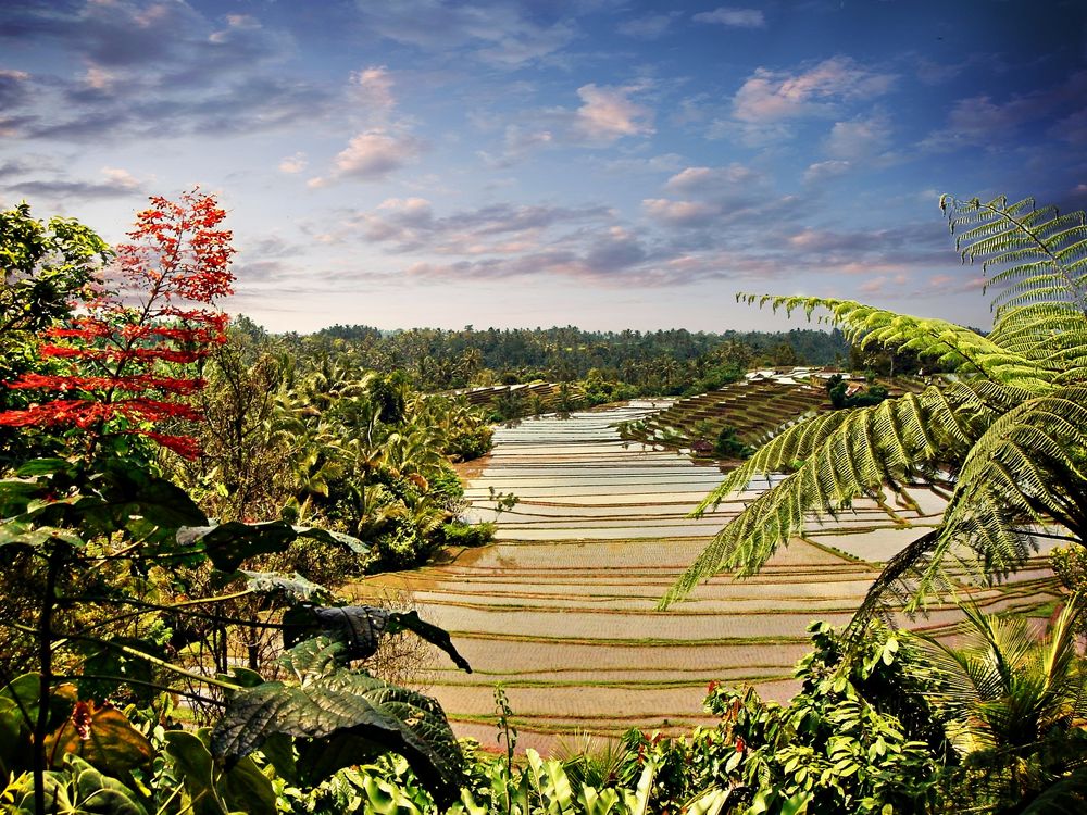 Rizières à Ubud