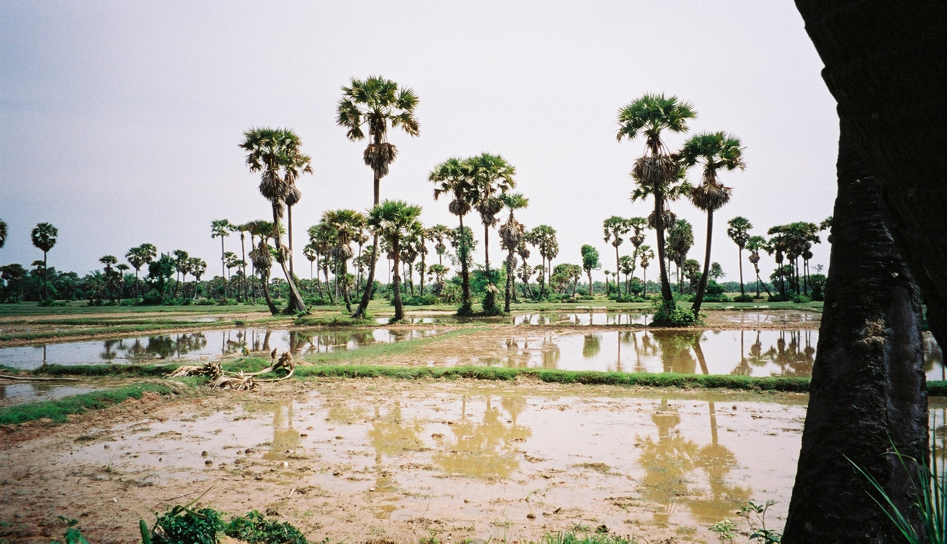 Rizières au CAMBODGE.