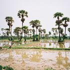 Rizières au CAMBODGE.