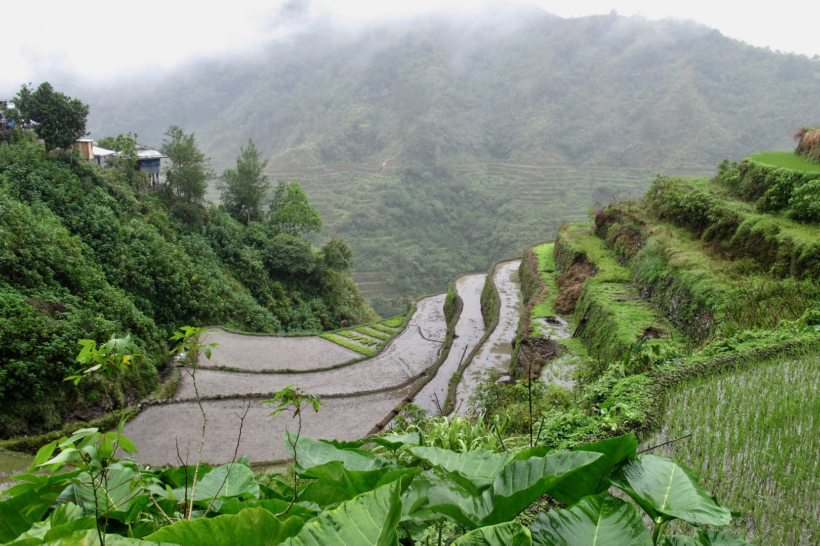 Rizières aux Philippines