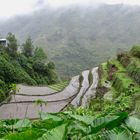 Rizières aux Philippines