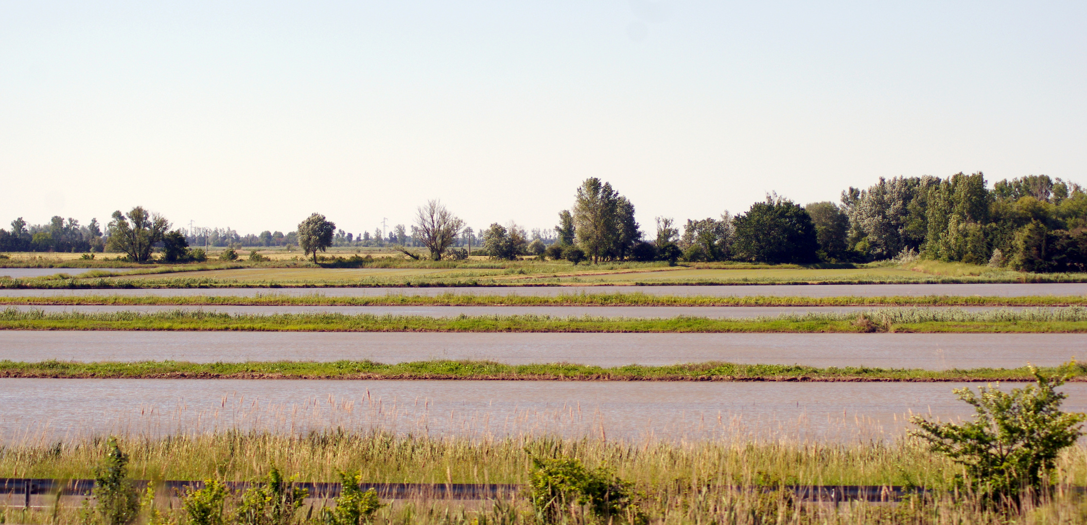 Rizières camarguaises