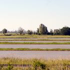 Rizières camarguaises