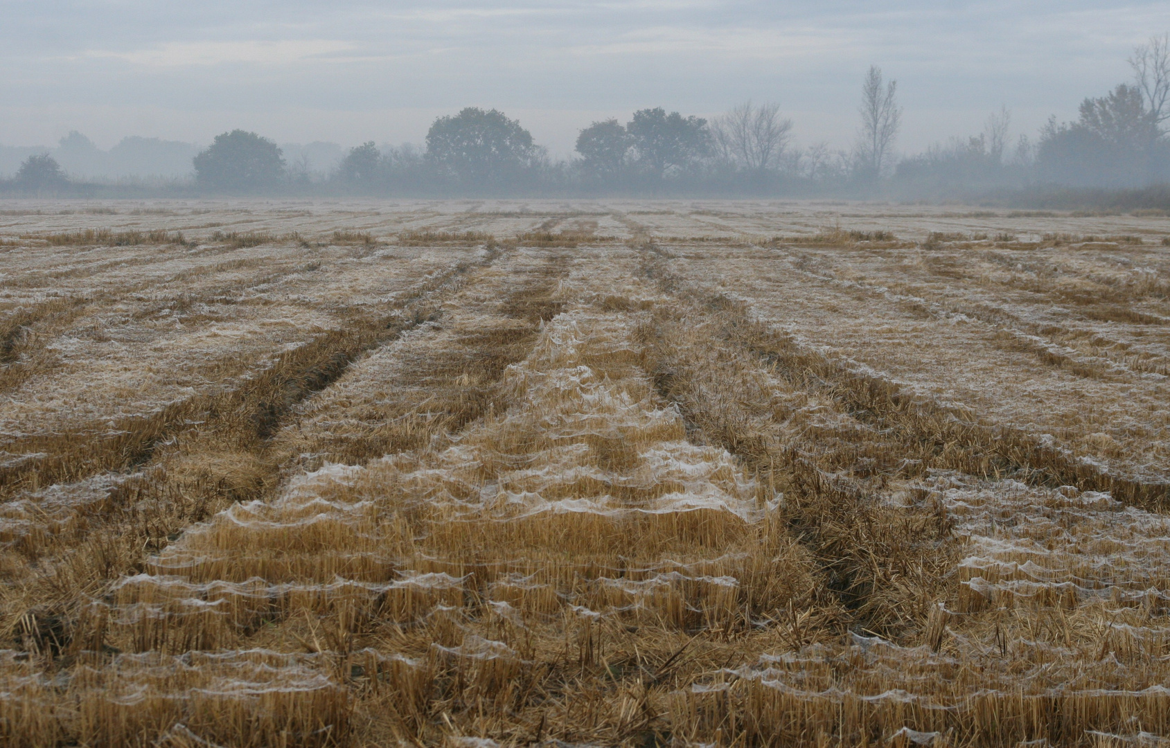 Rizières dans la brume