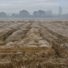 Rizières dans la brume