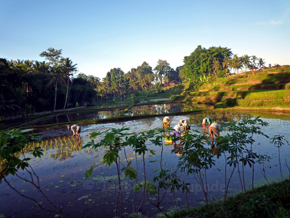 Rizières de Bali