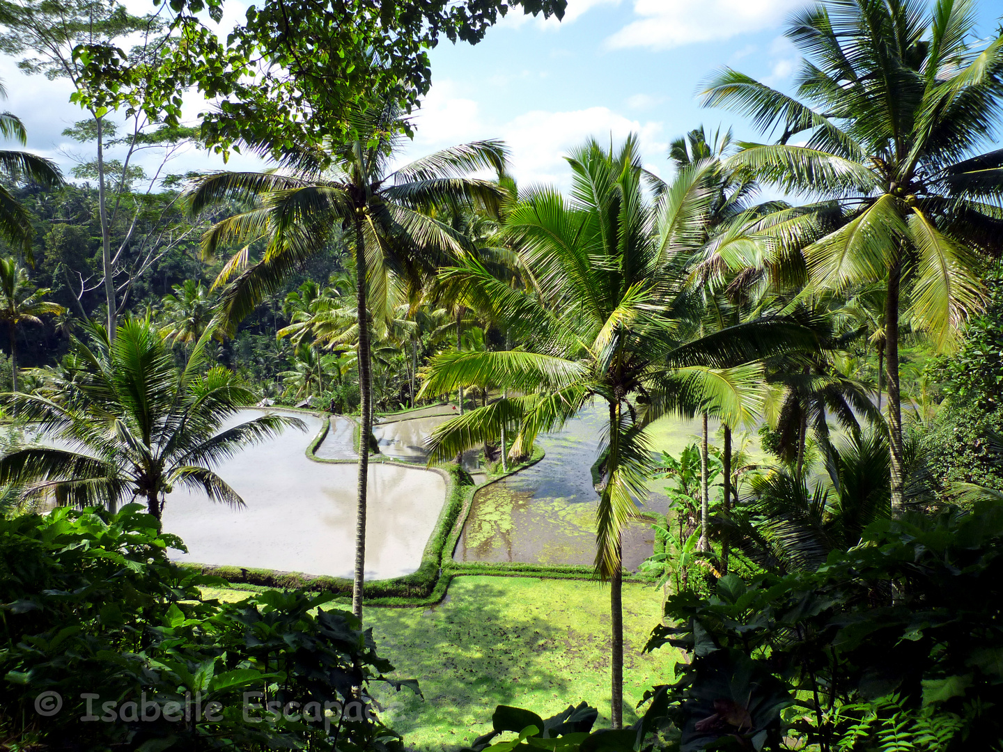 Rizières de Gunung Kawi - Bali