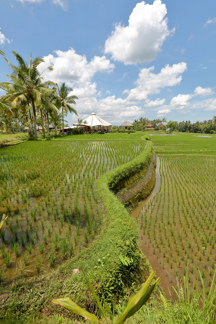 Rizières d'Ubud - Bali