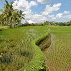 Rizières d'Ubud - Bali