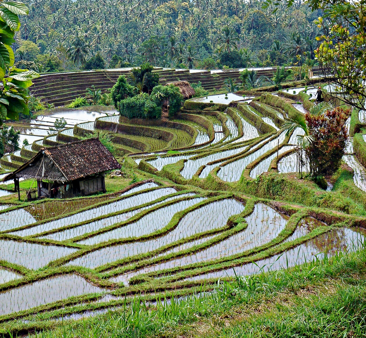  rizi res  en terrasse photo et image asia indonesia  