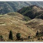 Rizieres en terrasses de longji