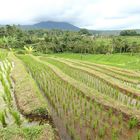 Rizières région d'Ubud - Bali