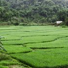 Rizières sud Yunnan