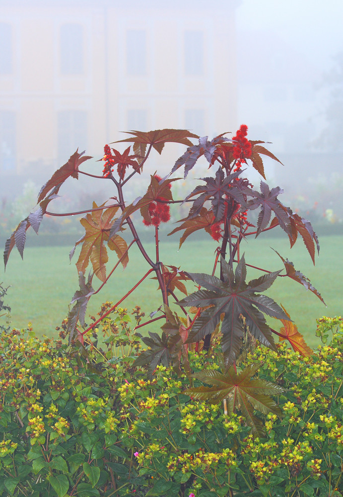 Rizinus im Nebel - Ideen hat man manchmal...