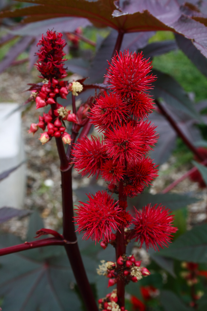 Rizinus, Wunderbaum (Ricinus communis)