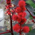 Rizinus, Wunderbaum (Ricinus communis)