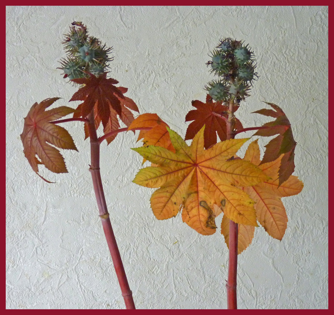 Rizinusbaum Foto & Bild | pflanzen, pilze & flechten ...