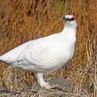 Rjupa - Alpenschneehuhn