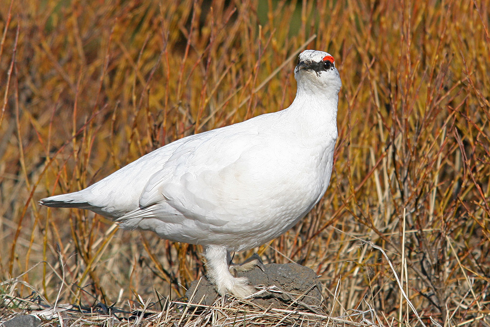 Rjupa - Alpenschneehuhn