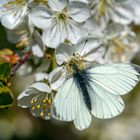 RKF08089-schwarz-weißer-Schmetterling