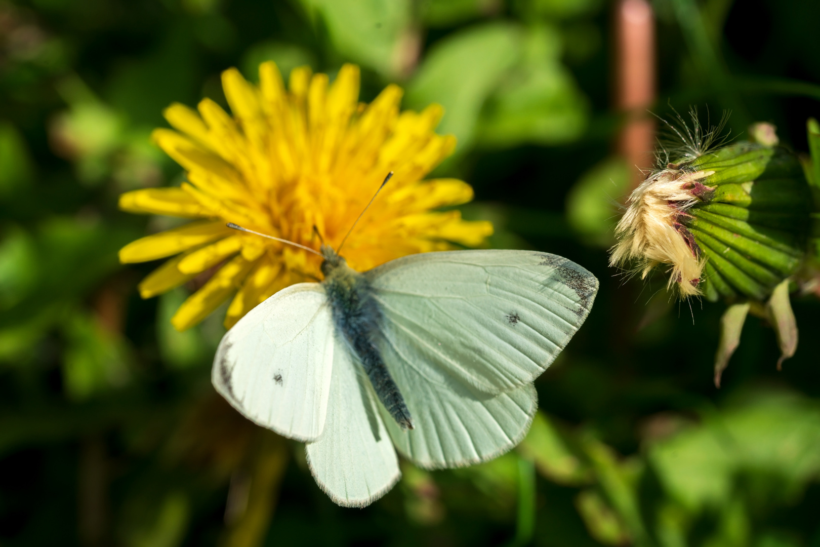 RKF09574-Schmetterling