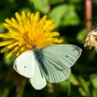 RKF09574-Schmetterling